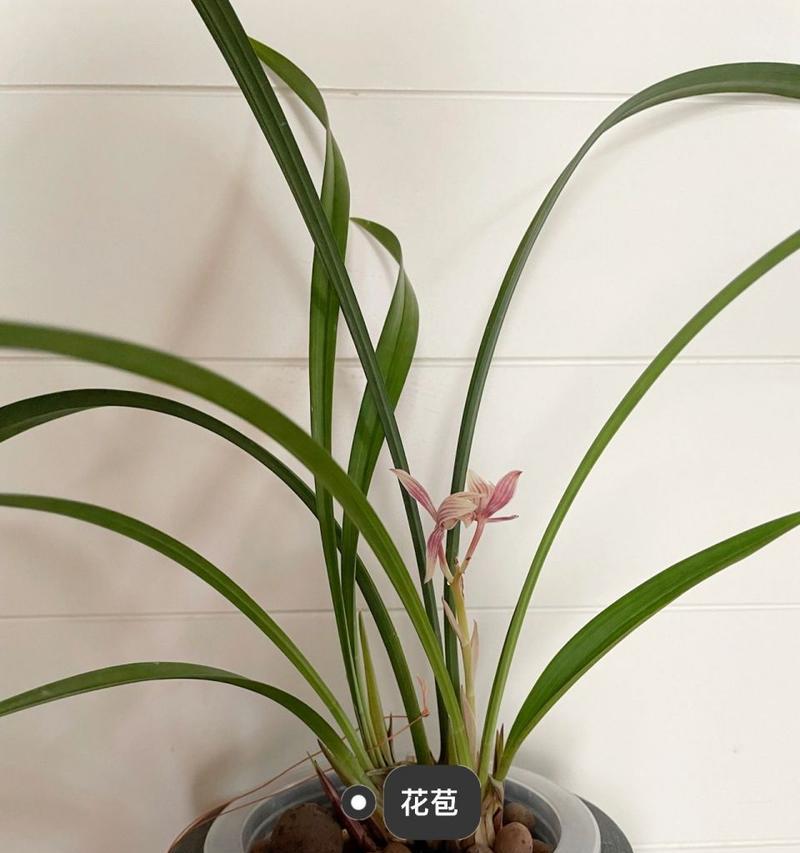 以水培兰花的养殖技巧（掌握兰花水培的窍门，让你轻松打造美丽花园）-第1张图片-绿意生活