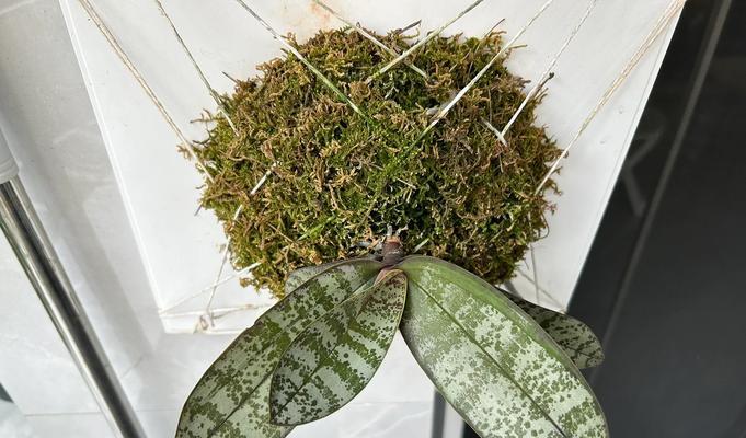 以水培兰花的养殖技巧（掌握兰花水培的窍门，让你轻松打造美丽花园）-第3张图片-绿意生活
