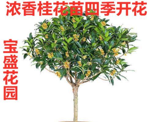 盆景花的养殖技巧（从种子到盆景，助你打造美丽花园）-第3张图片-绿意生活