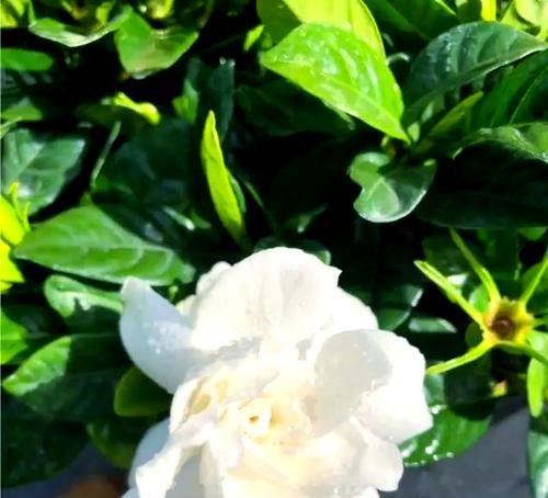 盆景花的养殖技巧（从种子到盆景，助你打造美丽花园）-第2张图片-绿意生活