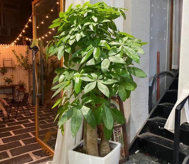 如何种植一棵美观的自发财树（打造理想中的自发财树园景，关键是种植技巧与美化手法）-第1张图片-绿意生活