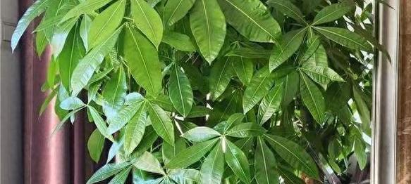 如何种植一棵美观的自发财树（打造理想中的自发财树园景，关键是种植技巧与美化手法）-第3张图片-绿意生活