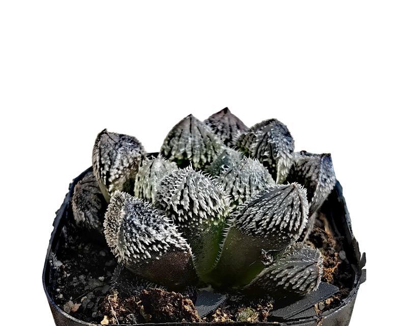 多肉底部叶子发软应对方法（保护多肉底部叶子的关键技巧）-第1张图片-绿意生活