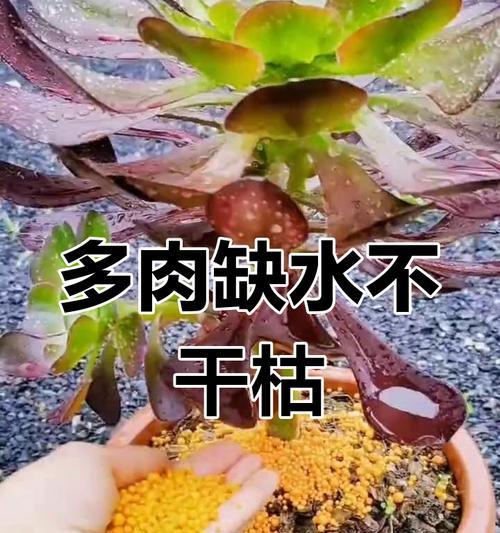 多肉底部叶子发软应对方法（保护多肉底部叶子的关键技巧）-第2张图片-绿意生活