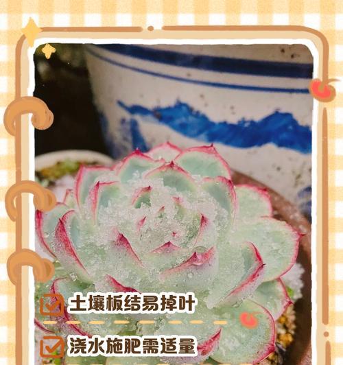 多肉底部叶子发软应对方法（保护多肉底部叶子的关键技巧）-第3张图片-绿意生活