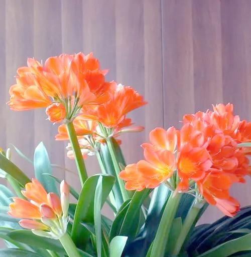 夫妻卧室的花卉装饰（打造浪漫温馨的居室空间）-第3张图片-绿意生活