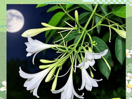 夫妻卧室的花卉装饰（打造浪漫温馨的居室空间）-第2张图片-绿意生活