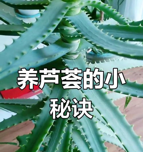 芦荟瓣的养护之道（打造绿意盎然的家居花园）-第1张图片-绿意生活