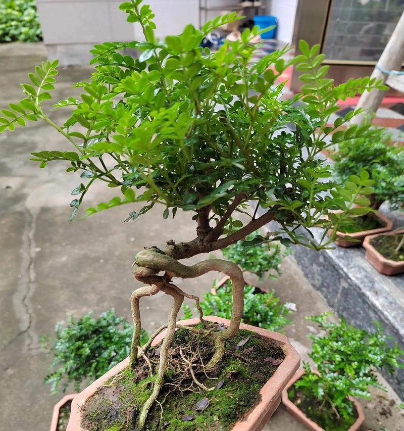 胡椒木的养殖与管理（了解胡椒木的养殖要点，打造绿色家居环境）-第2张图片-绿意生活