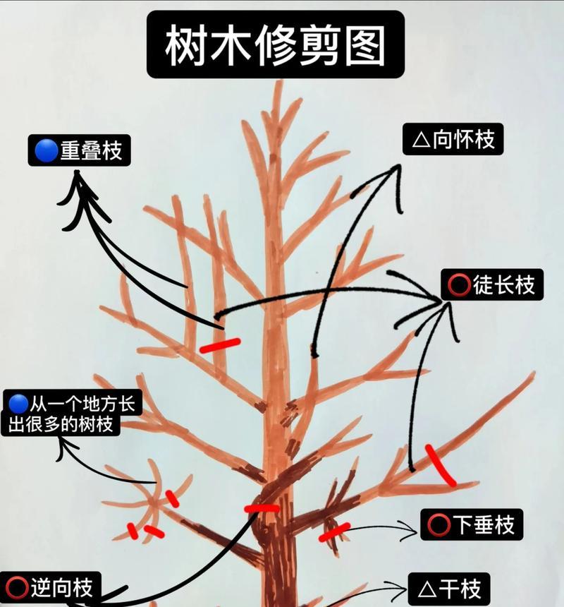 大榕树剪枝的技巧与方法（打造健康而美丽的大榕树）-第3张图片-绿意生活