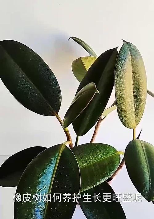如何解决橡皮树树枝下弯的问题？（维持树枝健康生长的关键措施与方法）-第3张图片-绿意生活