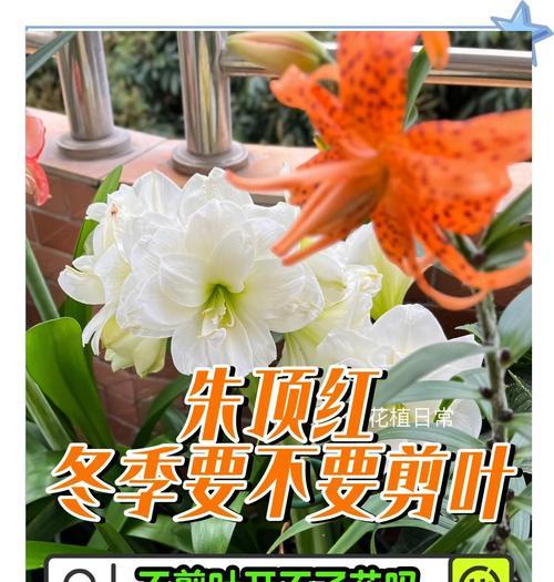 朱顶红红叶尖之神秘现象（探索朱顶红叶尖为何呈现红色的奥秘）-第2张图片-绿意生活