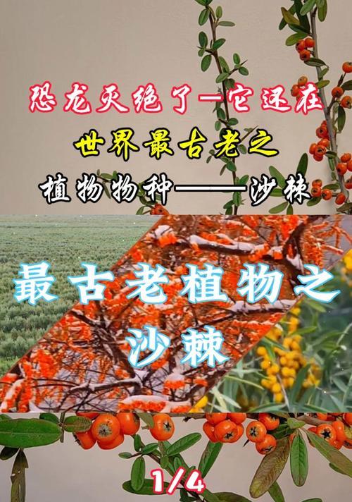 沙棘种子容易出苗的种植方法（掌握关键技巧，打造沙棘种植成功率）-第2张图片-绿意生活