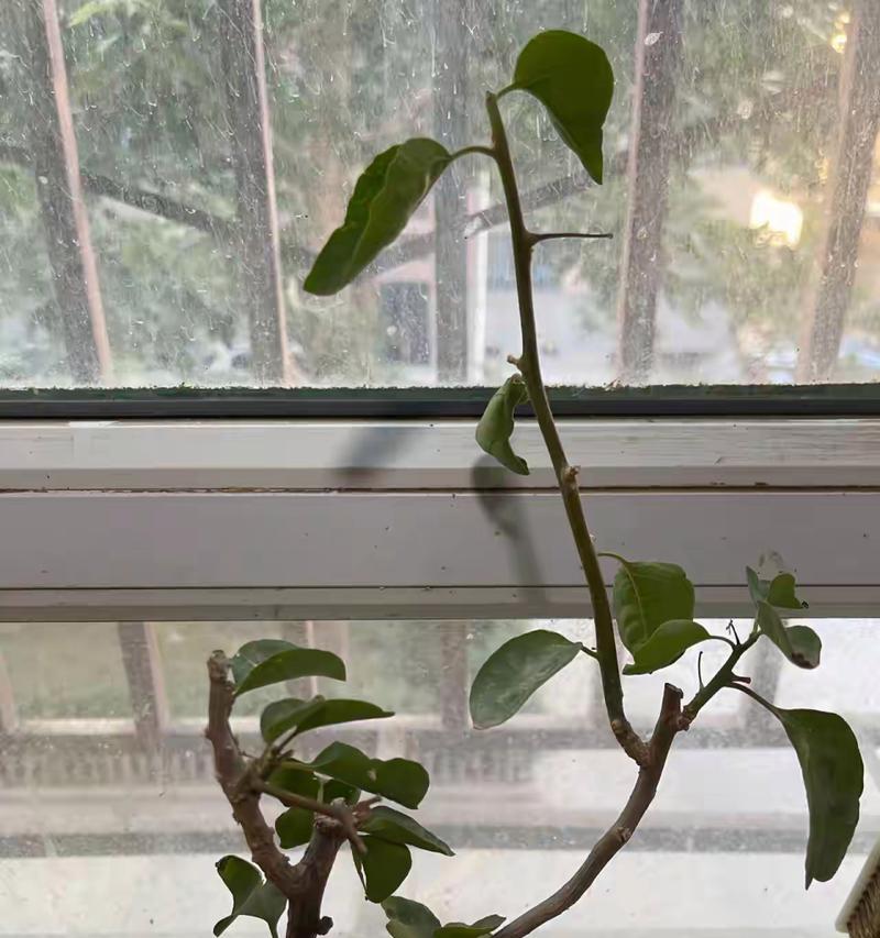 三角梅肥料过多导致叶子脱落的处理方法（避免三角梅肥料过量使用正确的肥料种类、浇水方式和施肥频率）-第2张图片-绿意生活