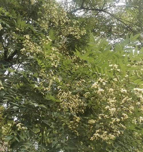 槐花开花时间及花期：一年中开花的时间和花期-第1张图片-绿意生活