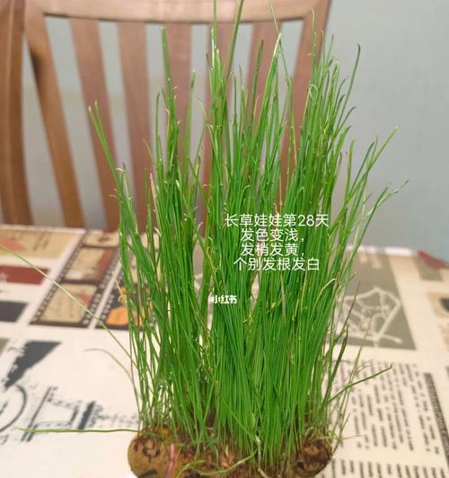 促进风信子发根的方法与技巧（助力风信子顺利发根的关键步骤和注意事项）-第2张图片-绿意生活