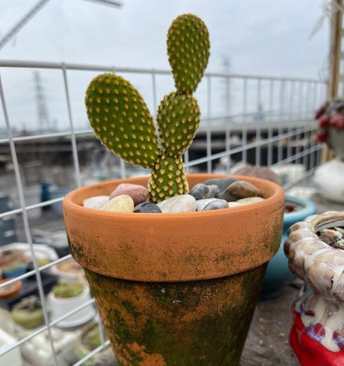 掌握仙人掌黄毛掌的养护技巧（打造仙人掌黄毛掌的绿意世界）-第1张图片-绿意生活