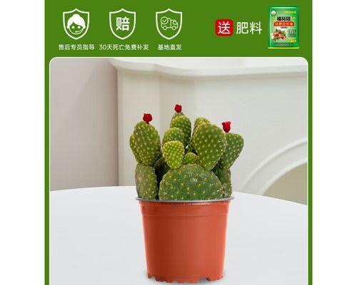 掌握仙人掌黄毛掌的养护技巧（打造仙人掌黄毛掌的绿意世界）-第2张图片-绿意生活