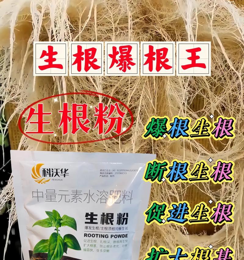 种花必备（掌握一种简单有效的植物生根方式，让你的花草茁壮成长）-第3张图片-绿意生活