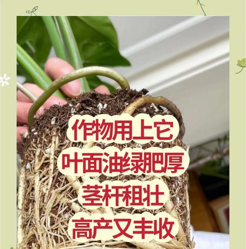 种花必备（掌握一种简单有效的植物生根方式，让你的花草茁壮成长）-第2张图片-绿意生活