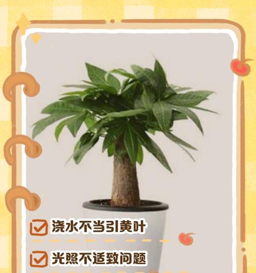 发财树缺水的观察与照顾方法（发现问题，提供解决方案，让您的发财树茁壮成长）-第3张图片-绿意生活
