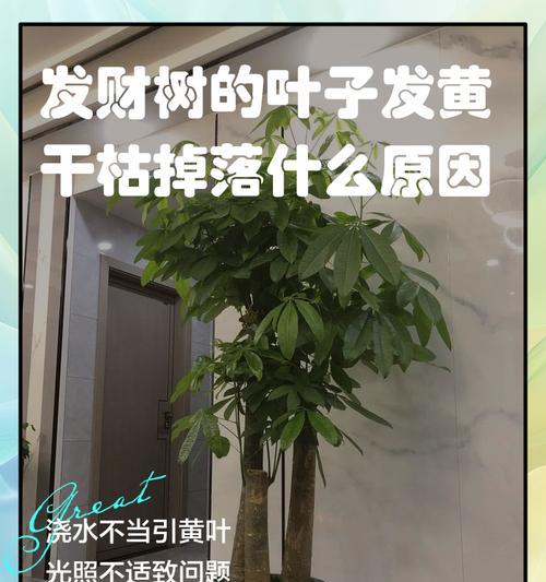 发财树缺水的观察与照顾方法（发现问题，提供解决方案，让您的发财树茁壮成长）-第2张图片-绿意生活