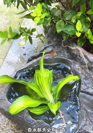 探寻巴西铁木的生长之谜（解析巴西铁木为何长势矮缓的原因及其生态特点）-第1张图片-绿意生活