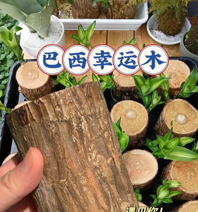探寻巴西铁木的生长之谜（解析巴西铁木为何长势矮缓的原因及其生态特点）-第2张图片-绿意生活
