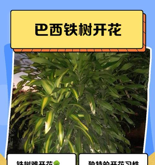 探寻巴西铁木的生长之谜（解析巴西铁木为何长势矮缓的原因及其生态特点）-第3张图片-绿意生活