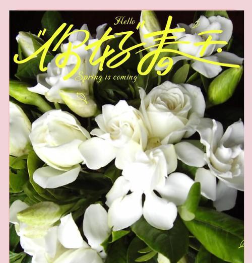 如何养护栀子花的冬季护理（12月寒冷时节，栀子花需注重保暖与防寒）-第1张图片-绿意生活