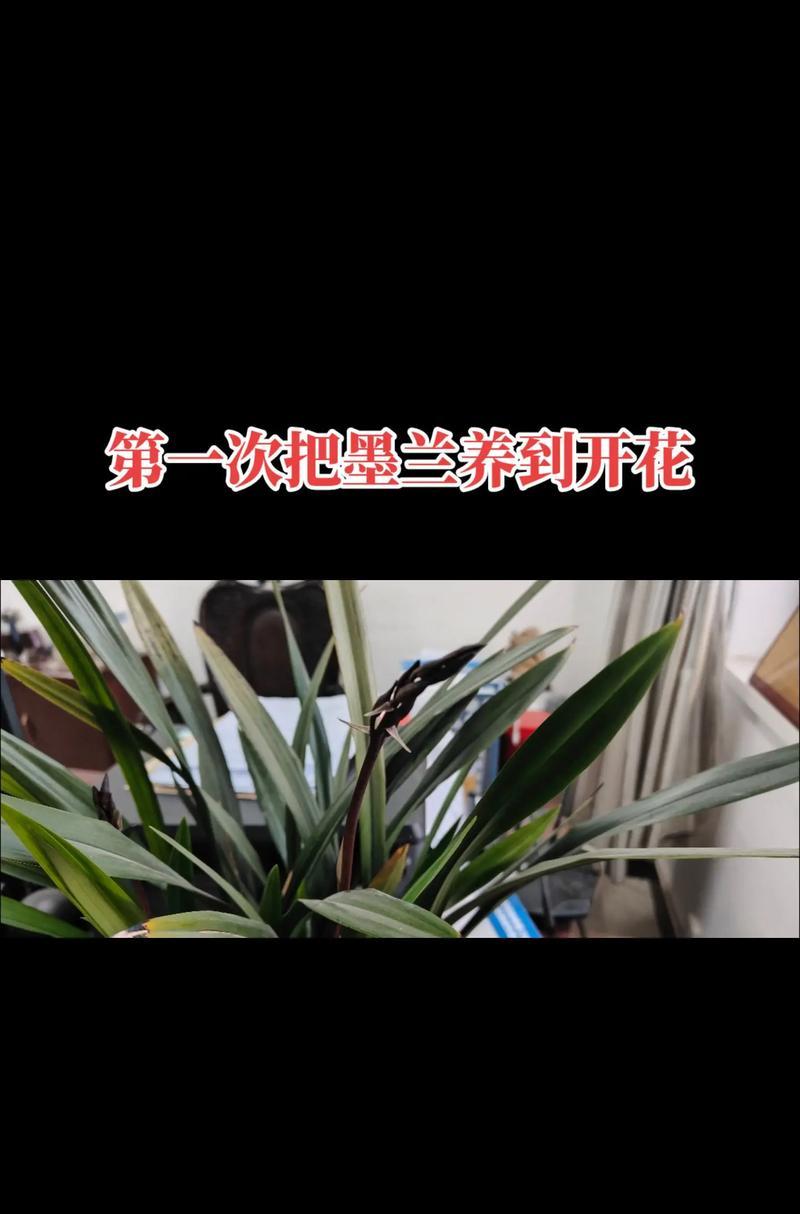 掌握墨兰施肥的诀窍（养护墨兰，科学施肥）-第3张图片-绿意生活