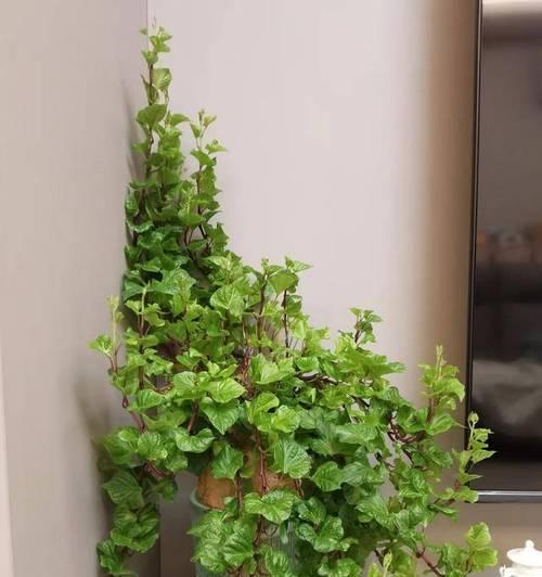 地瓜花盆景的养殖技术及注意事项（打造美丽花园的首选，了解地瓜花盆景的种植要点）-第1张图片-绿意生活