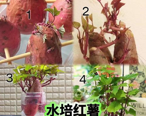地瓜花盆景的养殖技术及注意事项（打造美丽花园的首选，了解地瓜花盆景的种植要点）-第2张图片-绿意生活
