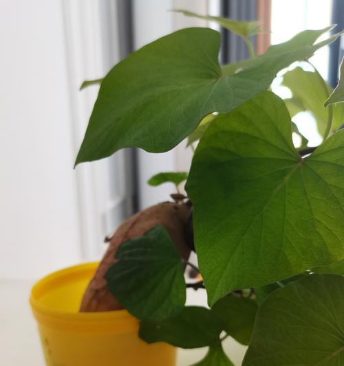 以水培红薯长果实的方法与技巧（探秘水培红薯的育苗、生长和结果过程，为家庭种植者提供指导）-第2张图片-绿意生活