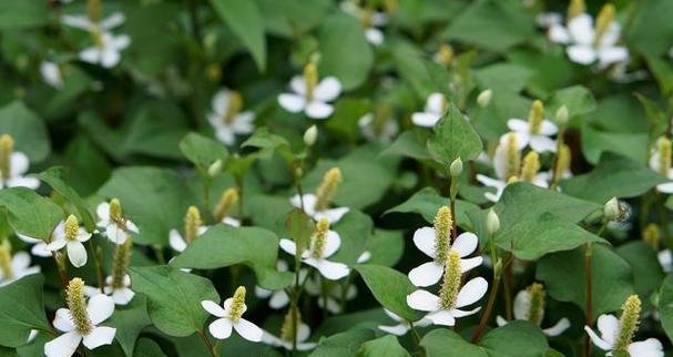 以鱼腥草是怎么生长的（探秘鱼腥草的生长条件和生态习性）-第3张图片-绿意生活
