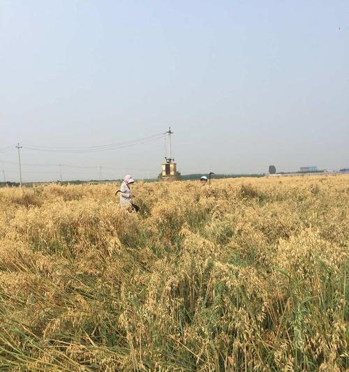 内蒙古燕麦收割季节探究（探寻内蒙古燕麦成熟期和收割时间）-第2张图片-绿意生活