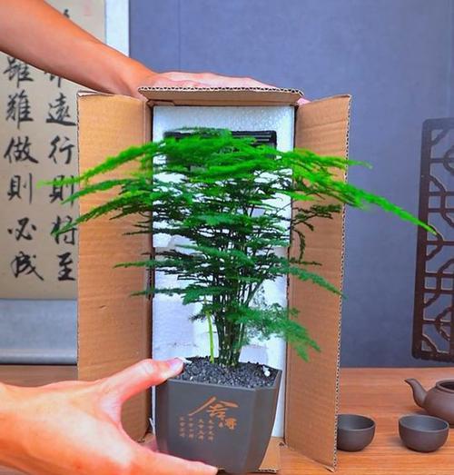 花盆里的竹子如何修剪（打造优美的竹林风景，让花盆成为绿色的角落）-第1张图片-绿意生活