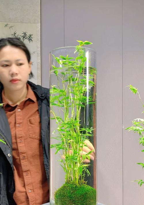 花盆里的竹子如何修剪（打造优美的竹林风景，让花盆成为绿色的角落）-第3张图片-绿意生活