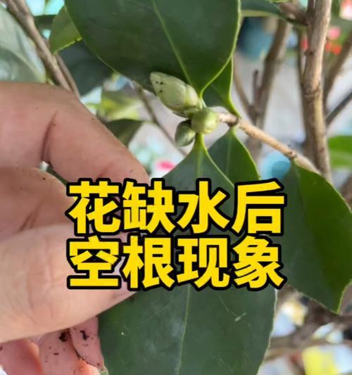 如何应对地栽茶花大量落叶问题（解决茶花落叶问题的有效方法）-第3张图片-绿意生活