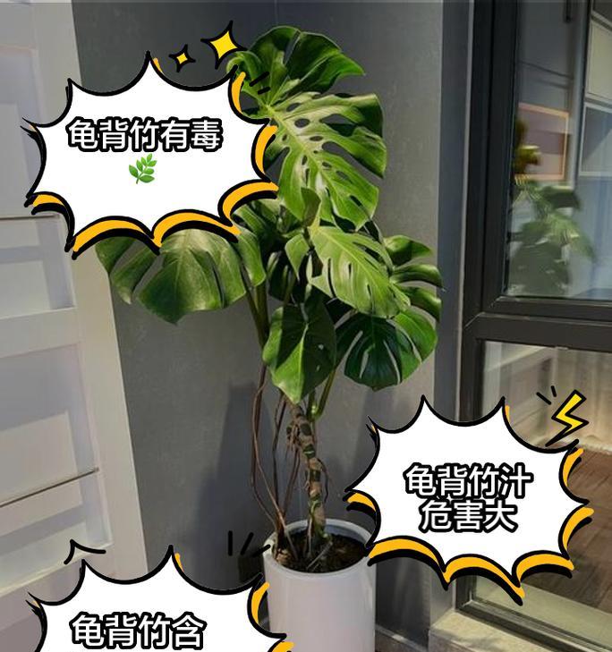 如何判断龟背竹的养殖时间（观察龟背竹的生长状况，准确判断养殖时间）-第1张图片-绿意生活