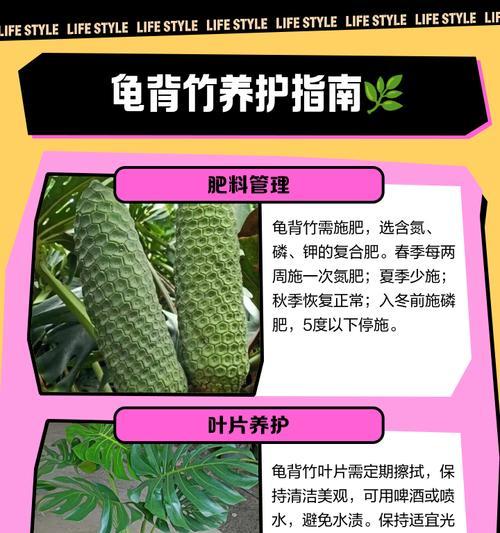 如何判断龟背竹的养殖时间（观察龟背竹的生长状况，准确判断养殖时间）-第2张图片-绿意生活