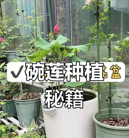 以碗莲分盆的技巧与方法（以碗莲分盆，掌握这些要点轻松搞定繁衍绿植）-第1张图片-绿意生活