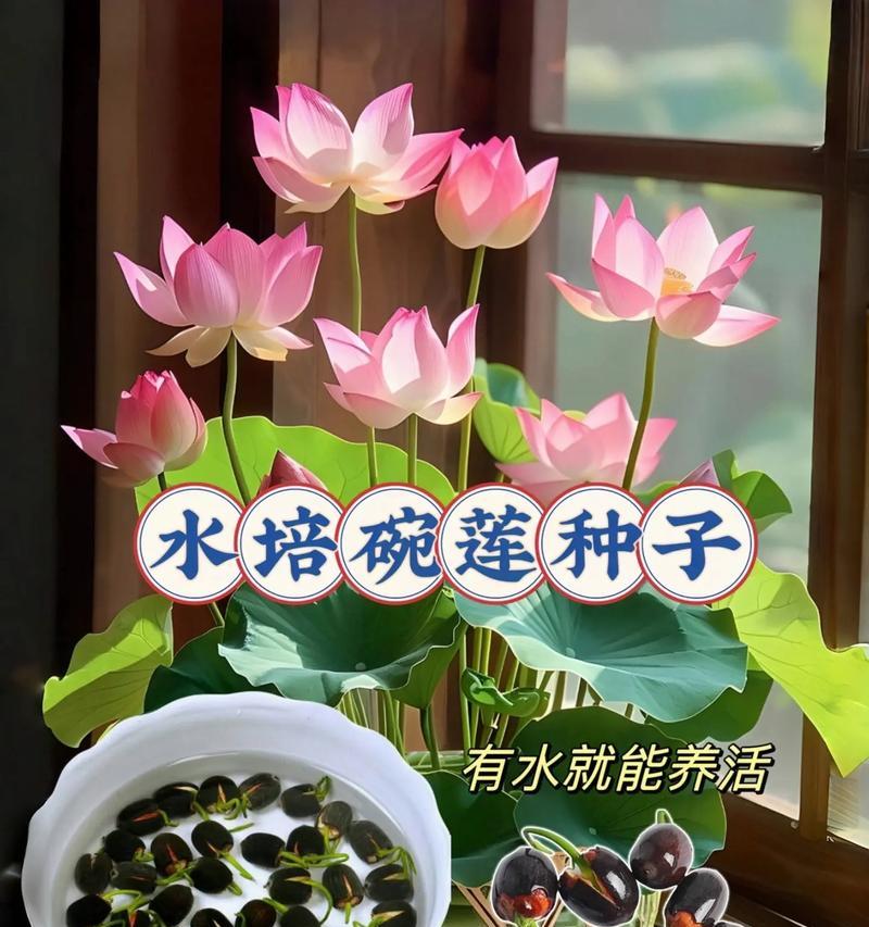 以碗莲分盆的技巧与方法（以碗莲分盆，掌握这些要点轻松搞定繁衍绿植）-第2张图片-绿意生活