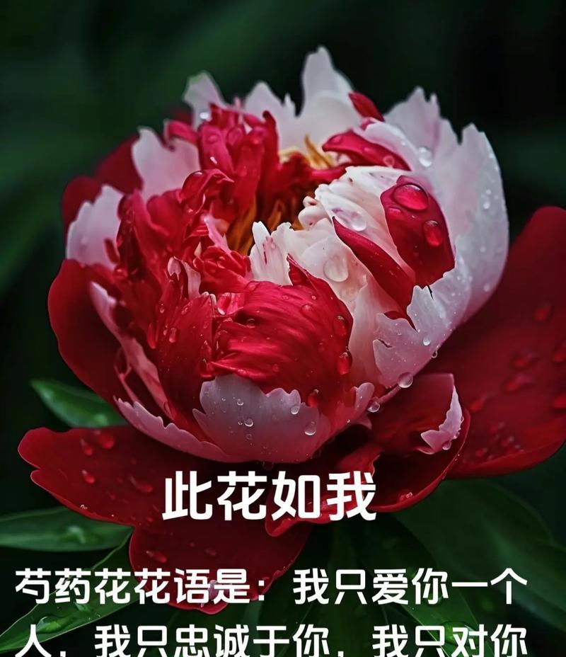 初恋花语之樱花（初恋时的那份纯真与美好）-第1张图片-绿意生活