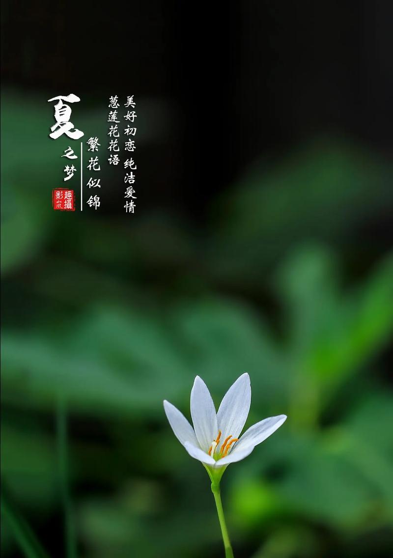 初恋花语之樱花（初恋时的那份纯真与美好）-第2张图片-绿意生活
