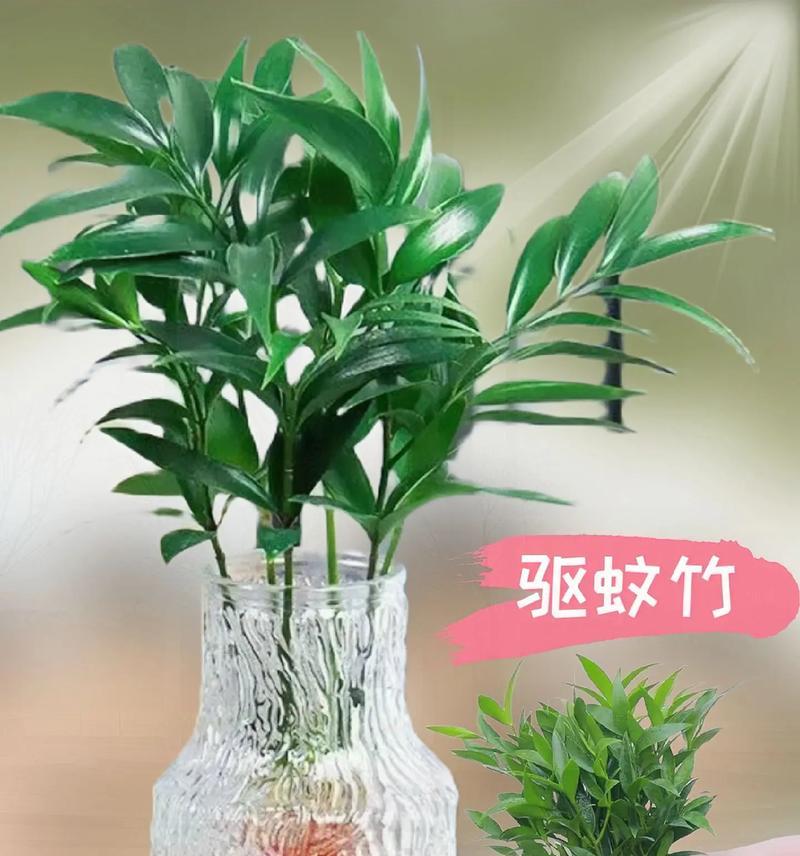 水生竹子的养护知识（室内养护是否有毒？如何养护？如何美化室内空间？）-第1张图片-绿意生活