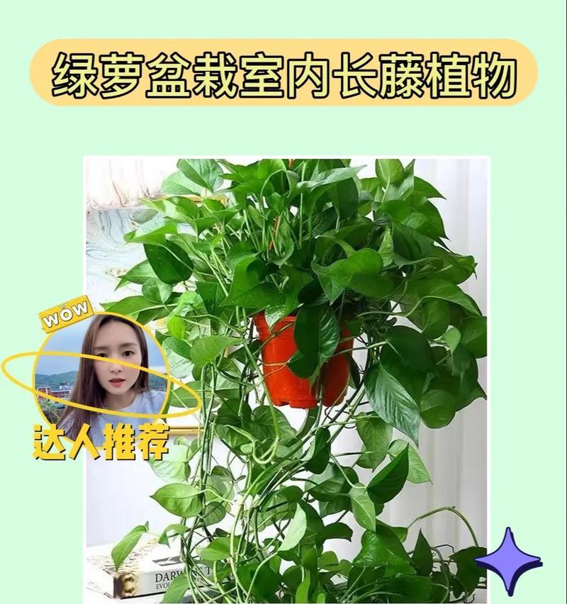 绿萝快死了怎么养？（拯救濒临死亡的绿萝，从这15个养护技巧开始！）-第3张图片-绿意生活