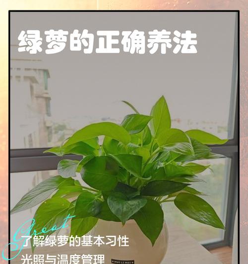 绿萝快死了怎么养？（拯救濒临死亡的绿萝，从这15个养护技巧开始！）-第1张图片-绿意生活