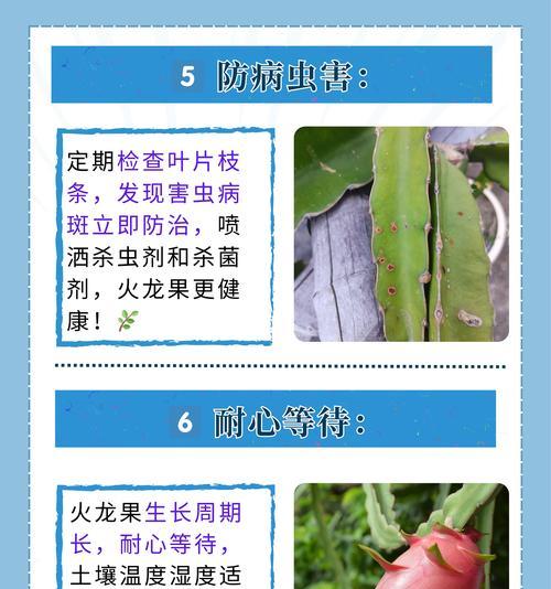 从种子到果实——火龙果的生长过程-第1张图片-绿意生活