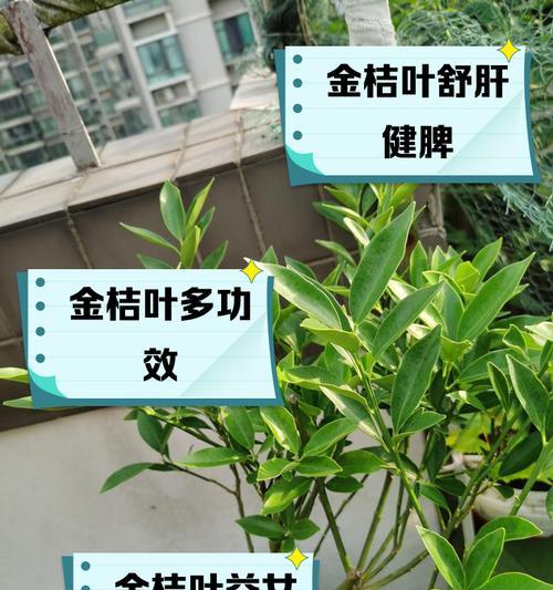 金桔树叶子为何一碰就掉？（探究金桔树的特殊叶子脆弱性能，了解其生长习性和适应环境。）-第3张图片-绿意生活